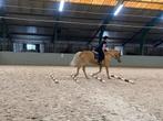 Verzorgpony gezocht, Ophalen of Verzenden