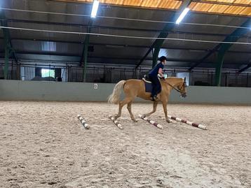 Verzorgpony gezocht  beschikbaar voor biedingen