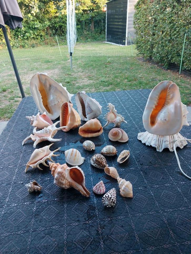 Grote partij antieke tropische schelpen, Verzamelen, Mineralen en Fossielen, Schelp(en), Ophalen of Verzenden