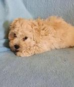 Maltipoo puppy, Dieren en Toebehoren, 8 tot 15 weken, Eén hond, Nederland, Particulier