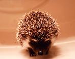 Algerian Hedgehog/Algerijnse Egel/Egel/Witbuikegel, Dieren en Toebehoren, Juni, Mannelijk