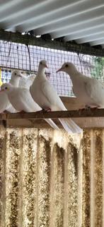 Tortelduiven witte, Dieren en Toebehoren, Vogels | Duiven, Meerdere dieren, Overige soorten