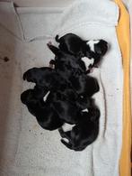 Boomers. (Maltezer x shih tzu ), Dieren en Toebehoren, Honden | Jack Russells en Terriërs, Overige rassen, 8 tot 15 weken, Meerdere