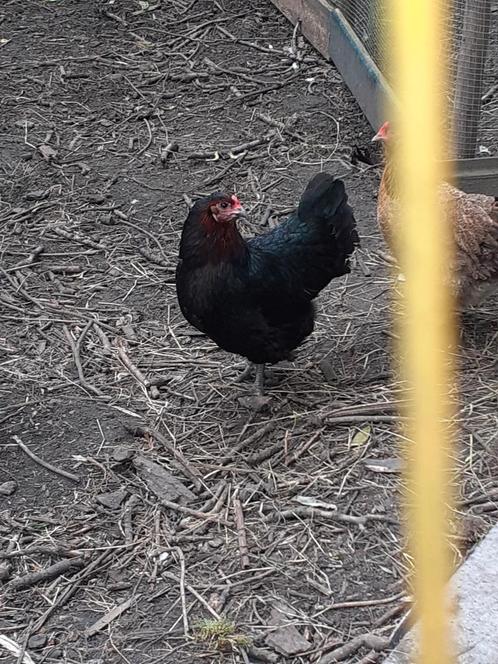 Kippen hennen en hanen, Dieren en Toebehoren, Pluimvee, Kip, Meerdere dieren