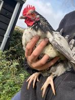 Gratis  kruising lijkend lakenvelder haantje, Dieren en Toebehoren