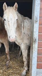 Stalhulp/ verzorger gezocht Heiloo, Dieren en Toebehoren