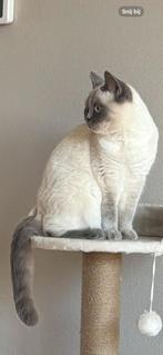 Vermist onze lieve britse korthaar, Dieren en Toebehoren, Vermiste en Gevonden Dieren, Kat