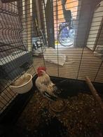 Tekoop / teruil 2 mooie serama ayam hanen, Dieren en Toebehoren, Pluimvee, Mannelijk, Kip