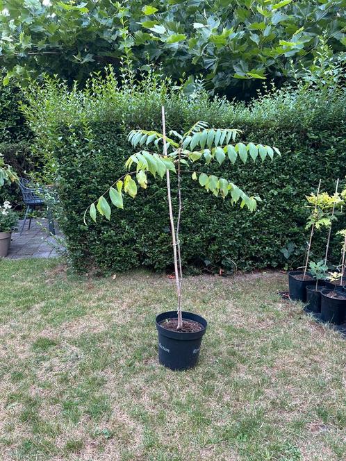 Zwarte noot Juglans nigra, zwarte walnoot, Tuin en Terras, Planten | Bomen, Overige soorten, Lente, In pot, Ophalen