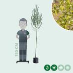 Witte wilg (Salix Alba) 8 stuks, Tuin en Terras, Overige soorten, 250 tot 400 cm, Zomer, Ophalen