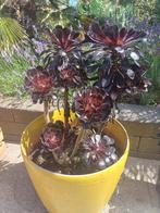 mediterane terrasplant, Tuin en Terras, Vaste plant, Bloeit niet, Halfschaduw, Ophalen