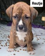 Amerikaanse Stafford Kruising BullMastiff Bully XL, Overige rassen, CDV (hondenziekte), 8 tot 15 weken, Meerdere