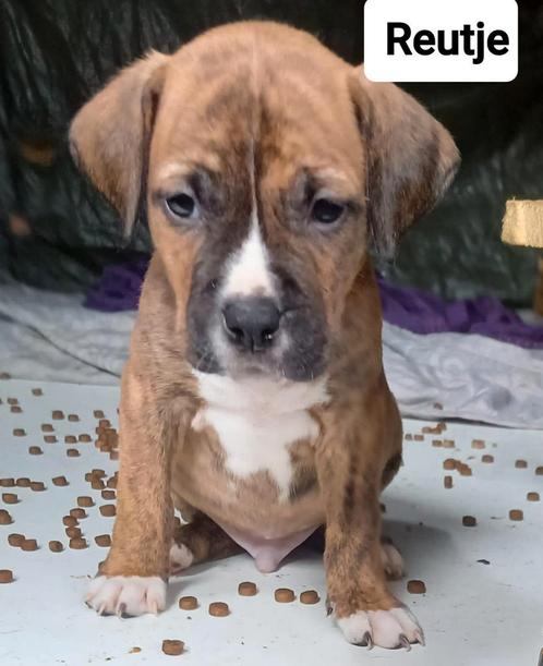 Amerikaanse Stafford Kruising BullMastiff Bully XL, Dieren en Toebehoren, Honden | Bulldogs, Pinschers en Molossers, Meerdere dieren