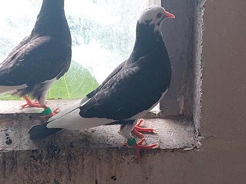 Birmingham Rollers, Dieren en Toebehoren, Vogels | Duiven, Tuimelaar of Roller