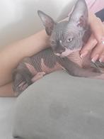 Sphyxns Canadiense nakte katje en poesje, Dieren en Toebehoren, Meerdere dieren