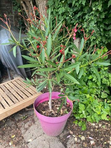 Bloeiende oleander beschikbaar voor biedingen