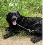 Ash zoekt baas, Particulier, Rabiës (hondsdolheid), Reu, 1 tot 2 jaar