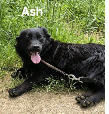 Ash zoekt baas beschikbaar voor biedingen