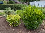 LAATSTE KANS Gratis af te halen boompjes en struiken, Tuin en Terras, Planten | Struiken en Hagen, Ophalen, Overige soorten, 100 tot 250 cm