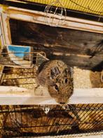 Degoe twan (+/- 7 jaar) zoekt een vriendje, Januari, Mannelijk, Overige typen