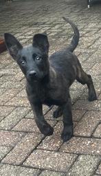 Hollandse herder pup, Dieren en Toebehoren, Reu, Eén hond, Herder, Nederland