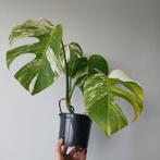 Monstera albo variegata plant, Overige soorten, Minder dan 100 cm, Ophalen of Verzenden, Halfschaduw