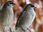 Ceresamadine Zie omschrijving, Dieren en Toebehoren, Vogels | Overige Vogels, Meerdere dieren, Tropenvogel, Geringd