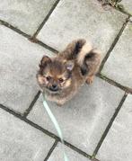 Kruising pomeriaan/chihuahua (MANNETJE)  3 maanden, Reu, 8 tot 15 weken, Eén hond, Chihuahua