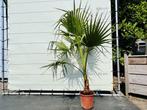 Palmboom - Washingtonia Robusta, Tuin en Terras, Planten | Bomen, In pot, Volle zon, Bloeit niet, Ophalen of Verzenden