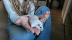 Gerbil inclusief terrarium en toebehoren te koop, Dieren en Toebehoren, Ophalen, Hok, Rat, Minder dan 60 cm