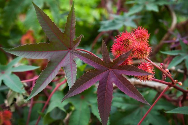 Verse Wonderboom Zaden - Ricinus Communis, Tuin en Terras, Bloembollen en Zaden, Zaad, Voorjaar, Volle zon, Ophalen of Verzenden