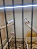 Japanse meeuwtjes, Dieren en Toebehoren, Geslacht onbekend, Tropenvogel