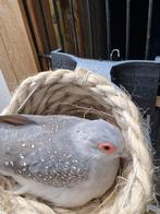 Diamandduifje, Dieren en Toebehoren, Vogels | Duiven