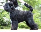 Zwarte Russische terriër, puppy's, stamboom FCI, Particulier, Rabiës (hondsdolheid), Overige rassen, 8 tot 15 weken