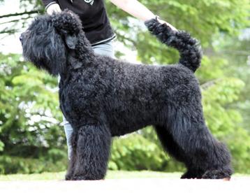 Zwarte Russische terriër, puppy's, stamboom FCI beschikbaar voor biedingen