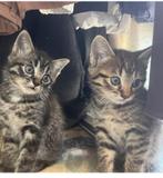 Adorable variant Tabby kittens, the mother is Norwegian cat, Dieren en Toebehoren, Katten en Kittens | Overige Katten, Poes, Kortharig