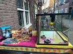 Terrarium 60x40x40 met NIEUWE accessoires, Dieren en Toebehoren, Reptielen en Amfibieën | Toebehoren, Ophalen, Zo goed als nieuw