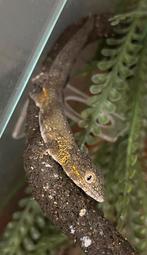 Kweek koppel Eurydactylodes agricolae, Hagedis, 0 tot 2 jaar