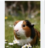 Gezocht maatje voor onze cavia, Januari, Geslacht onbekend, Cavia