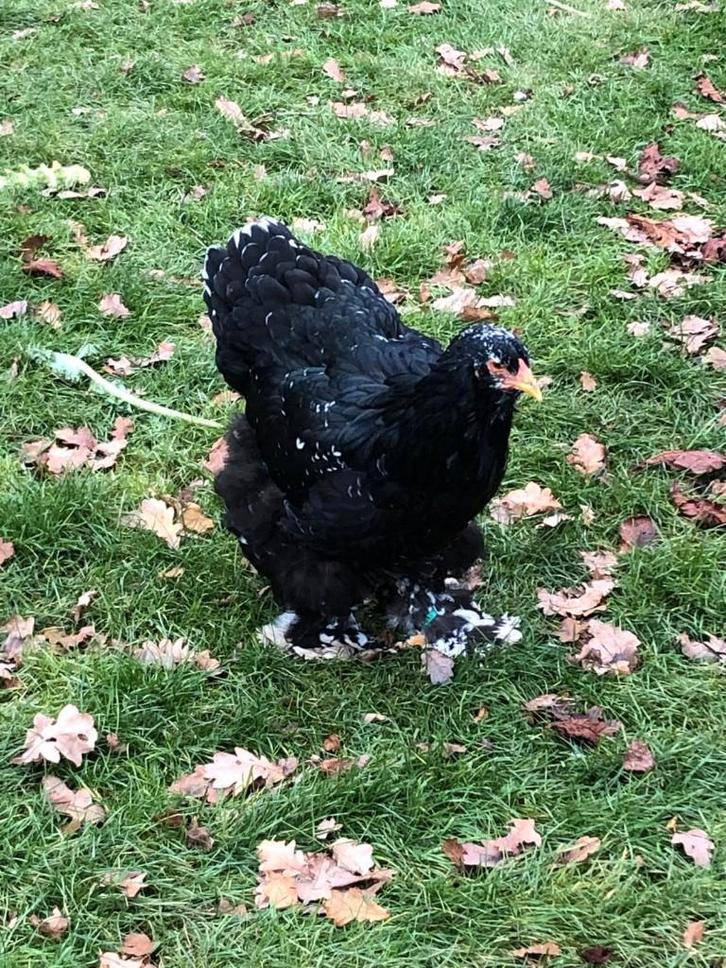 Brahma zwart bont en Nederlandse sabelpootkriel, Dieren en Toebehoren, Pluimvee, Kip, Meerdere dieren