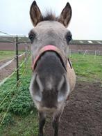 Leuke C pony te koop, Dieren en Toebehoren, Met stamboom, Ruin, Zadelmak, 3 tot 6 jaar