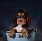 Gezocht engelse cockerspaniel pup tricolor /black-tan, Dieren en Toebehoren, Rabiës (hondsdolheid), Reu, 8 tot 15 weken, Eén hond