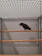 Bronsvleugel pionus man., Dieren en Toebehoren, Vogels | Parkieten en Papegaaien, Mannelijk, Parkiet, Geringd