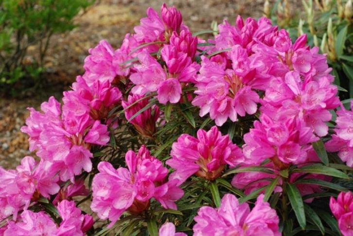 Rhododendron diverse kleuren, Tuin en Terras, Planten | Tuinplanten, Overige soorten, Halfschaduw, Ophalen