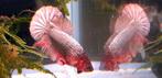 Betta plakat, Vis, Zoetwatervis
