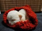 Kitten in muts rood, Ophalen of Verzenden, Nieuw, Dier