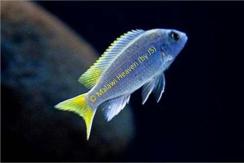 Pseudotropheus Acei malawi cichliden, Dieren en Toebehoren, Vissen | Aquariumvissen, Zoetwatervis, Vis, Schoolvis