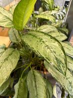 Planten Zeemanstroost met plantenbak (nog een anatal stuks), Huis en Inrichting, Ophalen, Overige soorten, Minder dan 100 cm