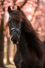 Friese stermerrie, drachtig, Dieren en Toebehoren, Paarden, Merrie, Gechipt, Dressuurpaard, 7 tot 10 jaar