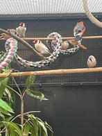 Koppel baardmannen, Dieren en Toebehoren, Vogels | Overige Vogels, Meerdere dieren